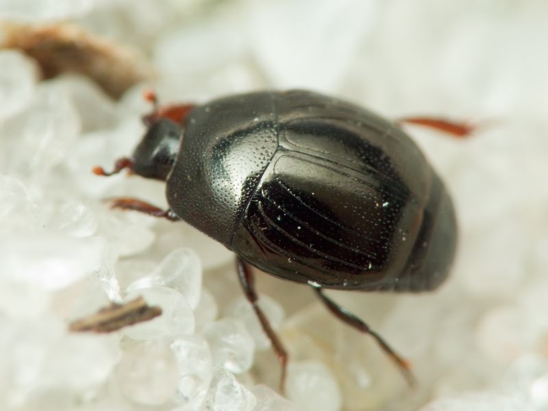 Histeridae Gyllenhal, 1808